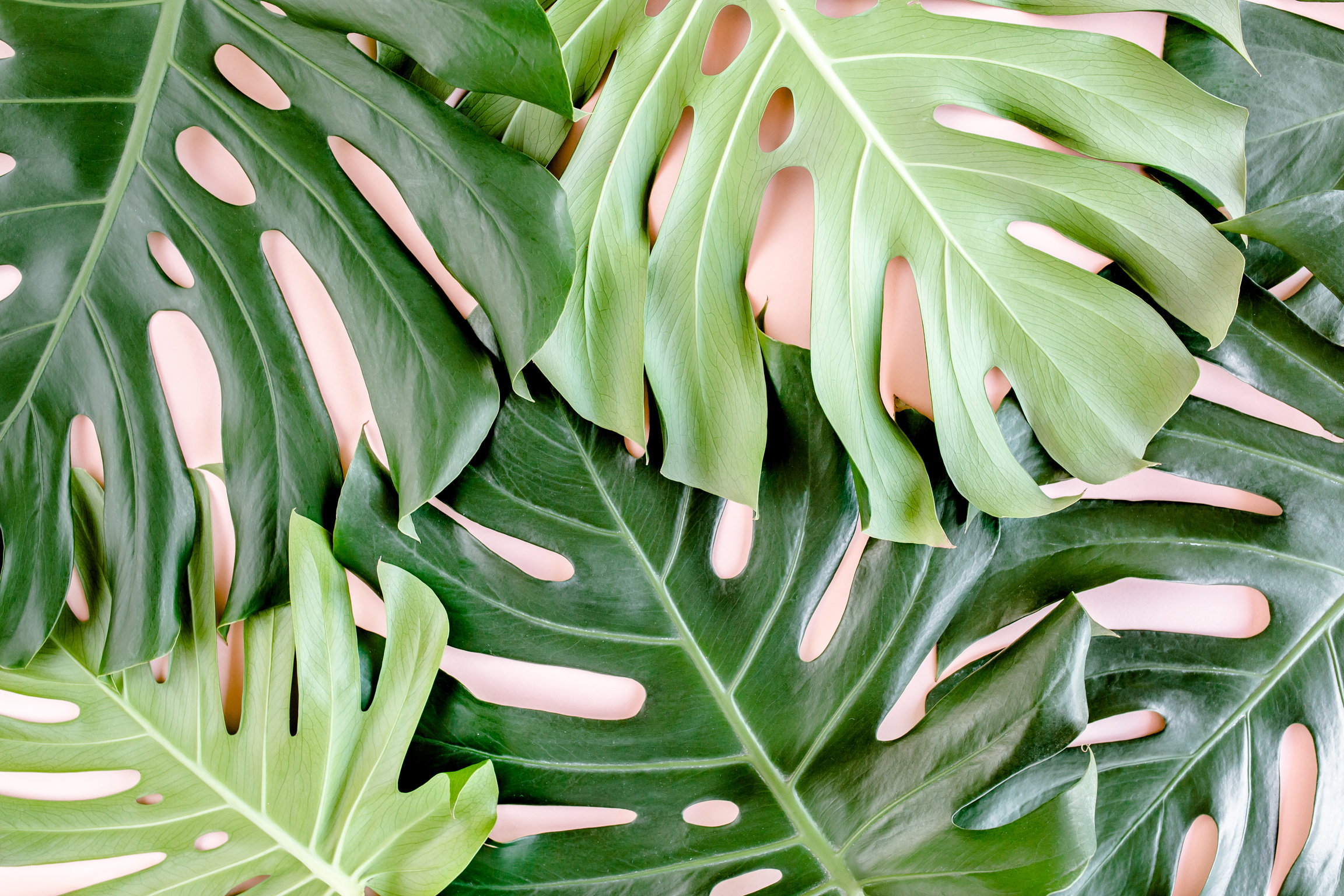 Tropical Monstera Leaves on Pink Background